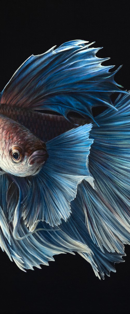 Betta fish by Julia Dubinina