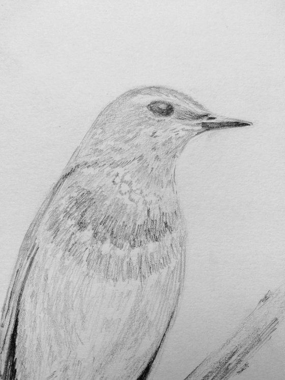 Birdie. Original pencil drawing.