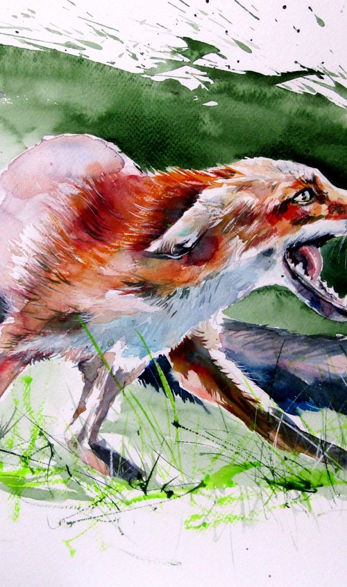 Red fox by Kovács Anna Brigitta