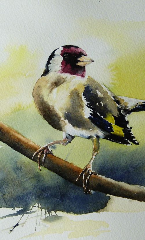 Goldfinch. by Graham Kemp