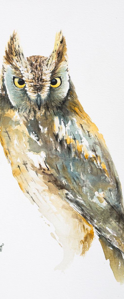 Scops Owl by Andrzej Rabiega