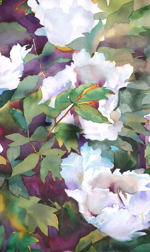 My favorite peonies by Yurii Pashkov