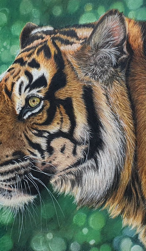 Tiger portrait "Lonesome Hunter" by Silvia Frei
