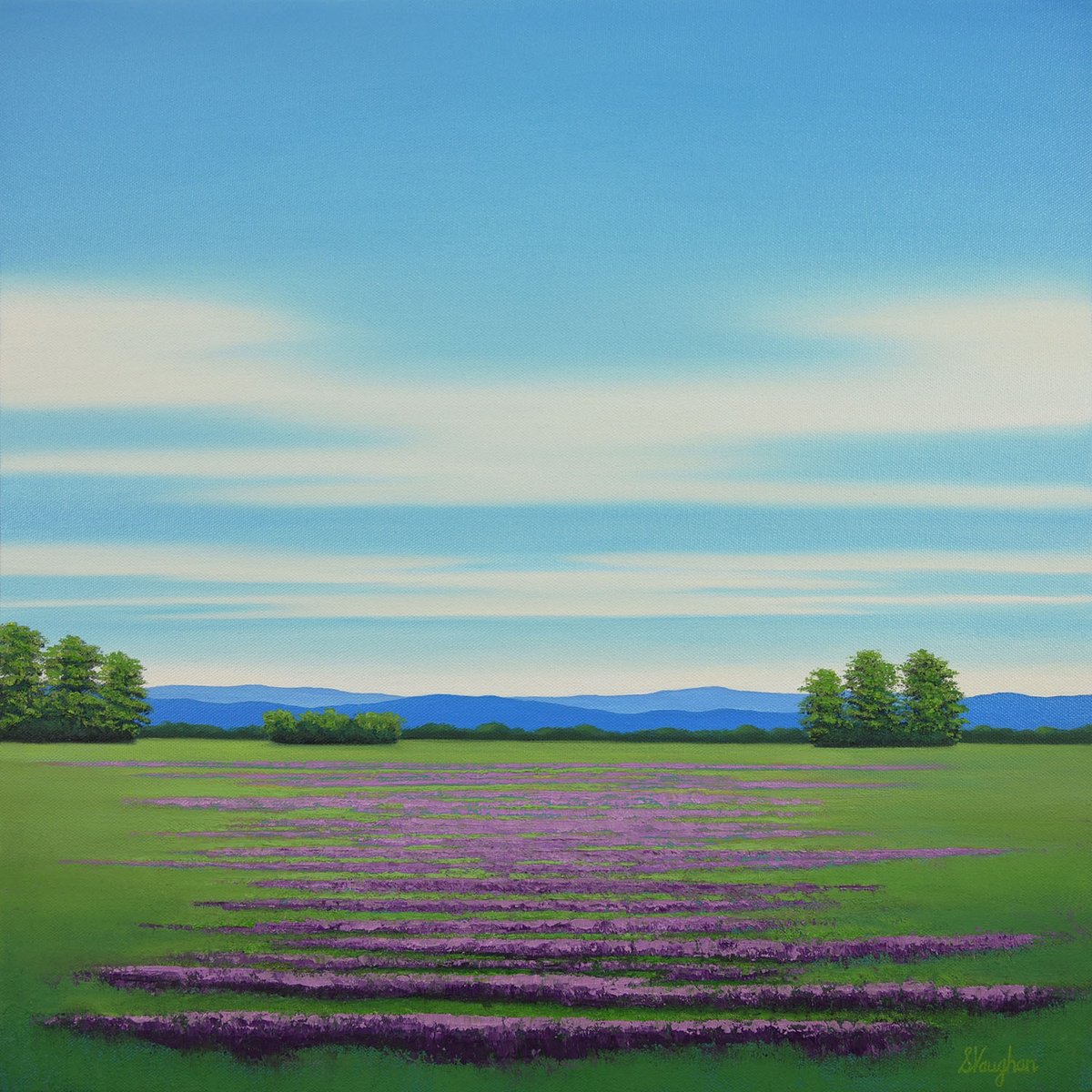 Impressionistic Landscape Oil Painting By Suzanne Vaughan, 20 X 20", Lavender Blooms - Flower Field, Original Artwork