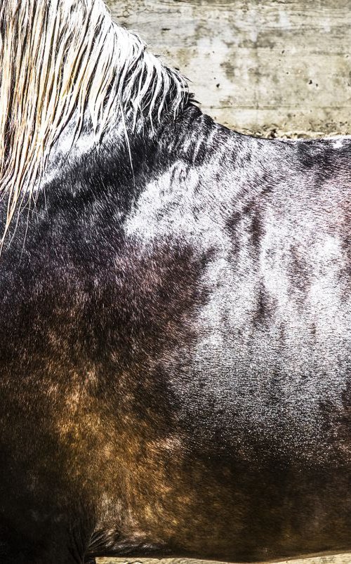 ANDALUCIAN STALLION 3. by Andrew Lever