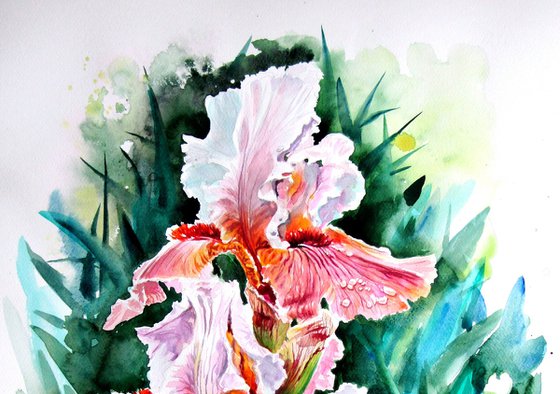 Iris II