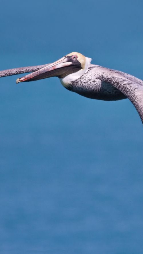 Animals - Birds - Pelican in flight at 7 Mile Bridge, Marathon, Florida, USA by MBK Wildlife Photography