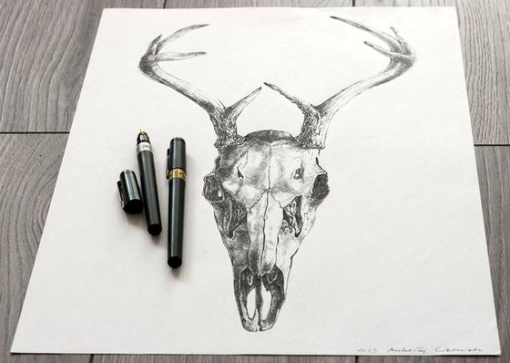 Deer Skull l Ink Drawing l Brush Point Studio