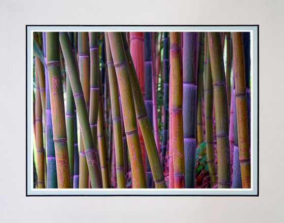 The Old Bamboo