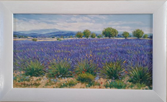 Lavander fields in Provence