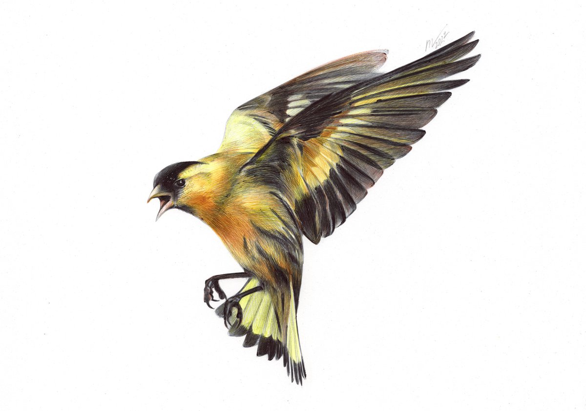 Photorealistic Animal Drawing By Daria Maier, 13 X 9, Eurasian Siskin, Original Artwork