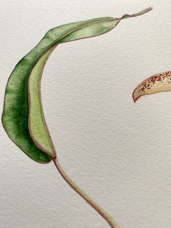 Nepenthes