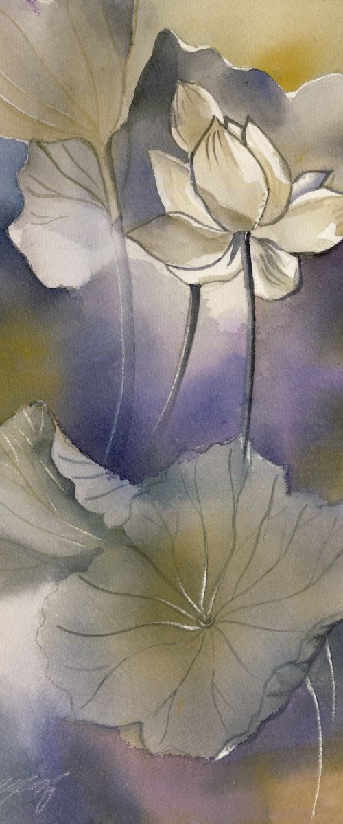 lotus in mist by Alfred Ng