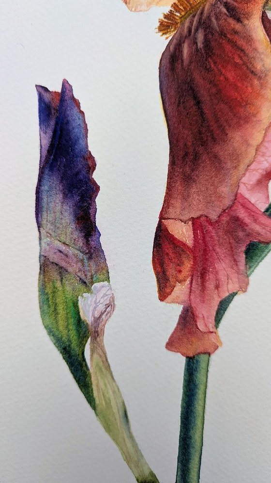 The Conversation of Buds