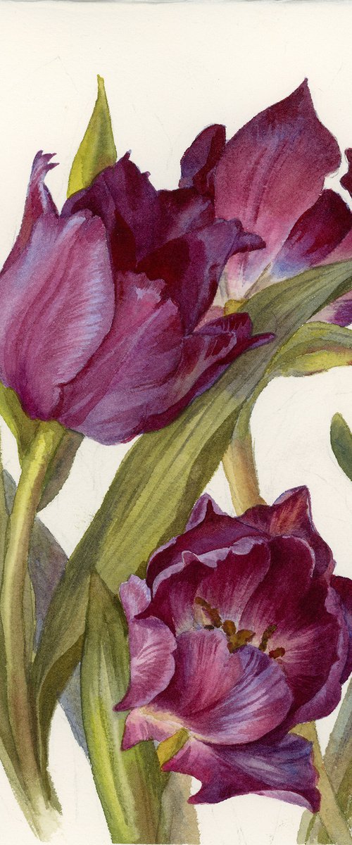 Dark tulips by Yulia Krasnov