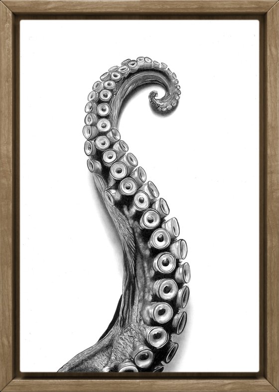 Octopus Arm
