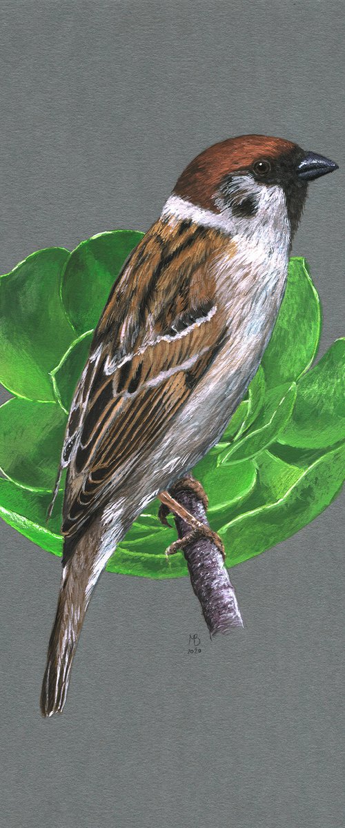Tree sparrow by Mikhail Vedernikov