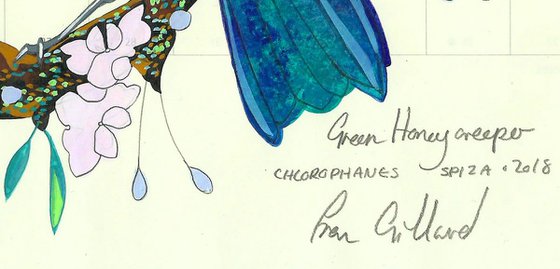 Birds of South America: Turquoise Honeycreeper