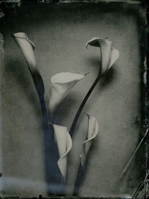 Lilies by Nicolas Laborie