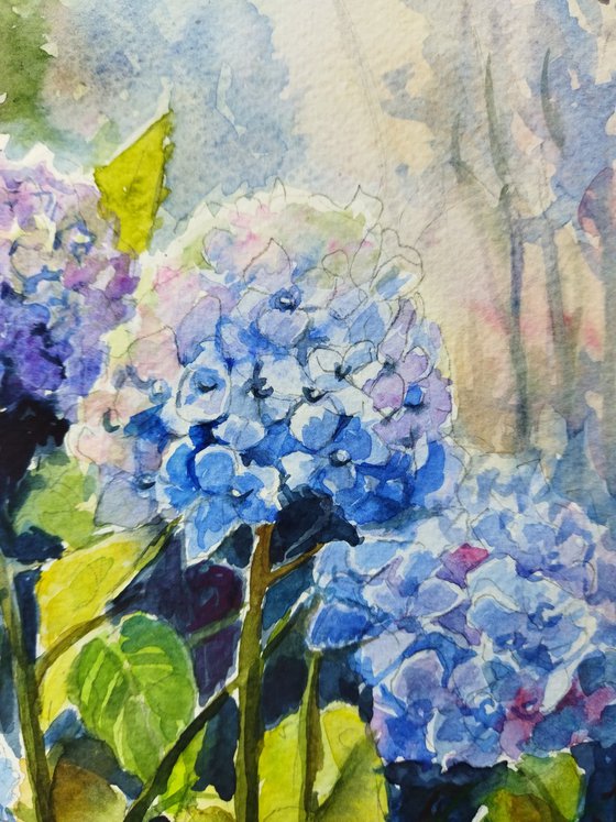 Hydrangeas flowers