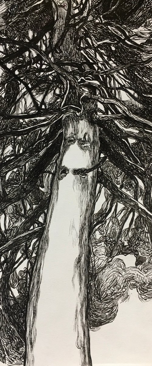 “The old pine” by Raffi Ghazaryan