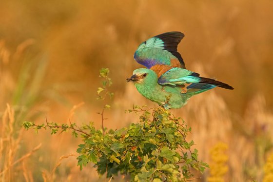 Photography | Birds | Coracias garrulus