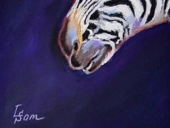 Zebra