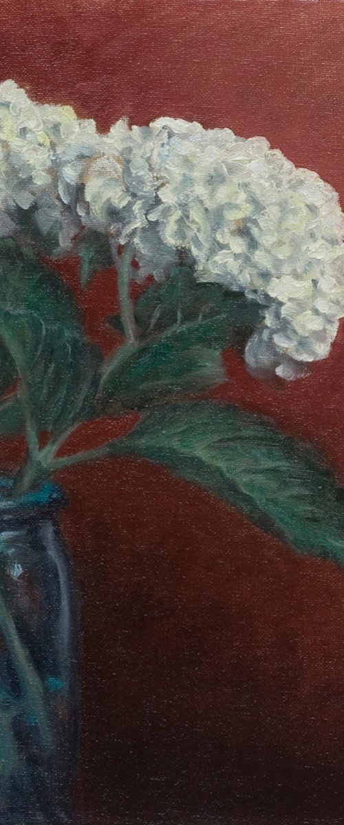 Hydrangeas by John Fleck