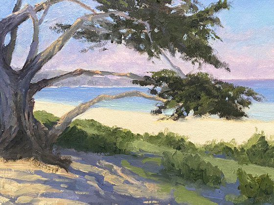 Monterey Cypress Trees Along Scenic Drive in Carmel