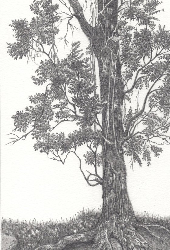 Indian Mahagony Tree