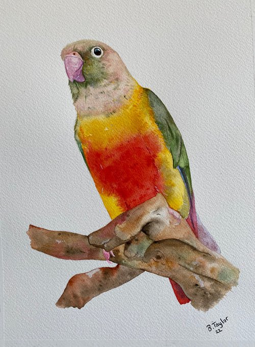 Green cheek conure watercolour painting by Bethany Taylor