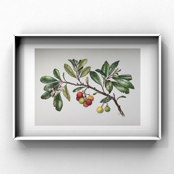 Strawberry tree branch botanical illustration