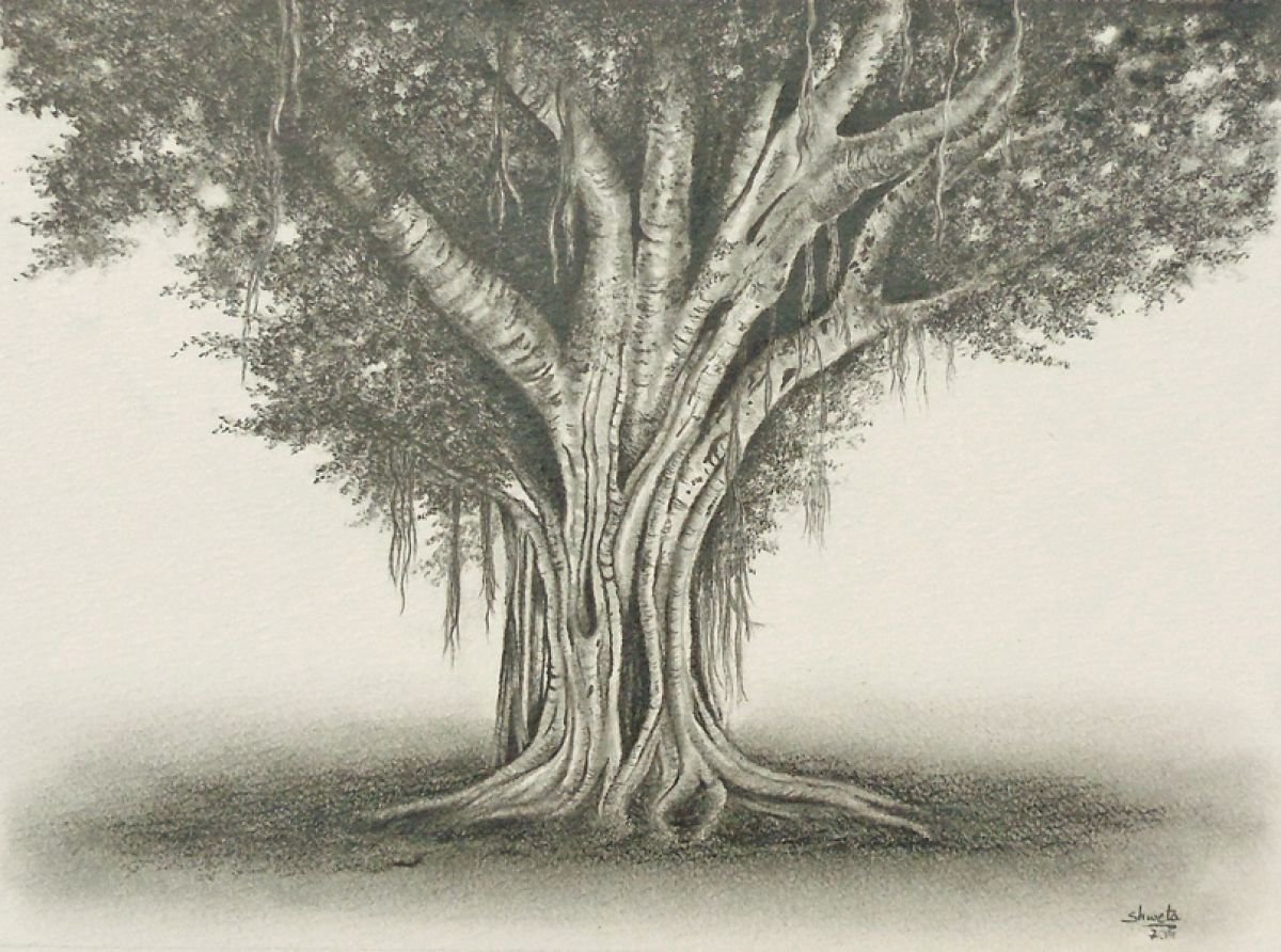 Драконовое дерево рисунок карандашом