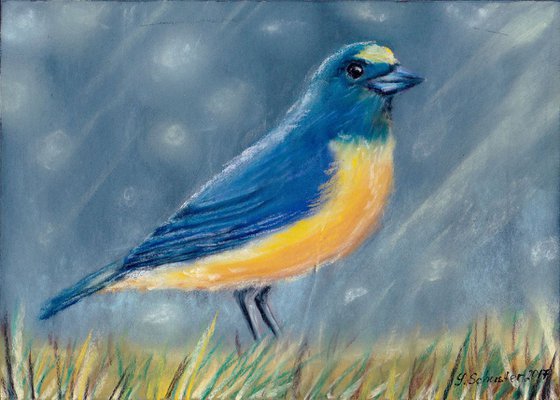 Bird n1