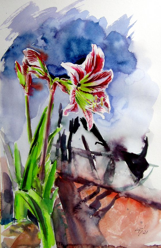 Amaryllis