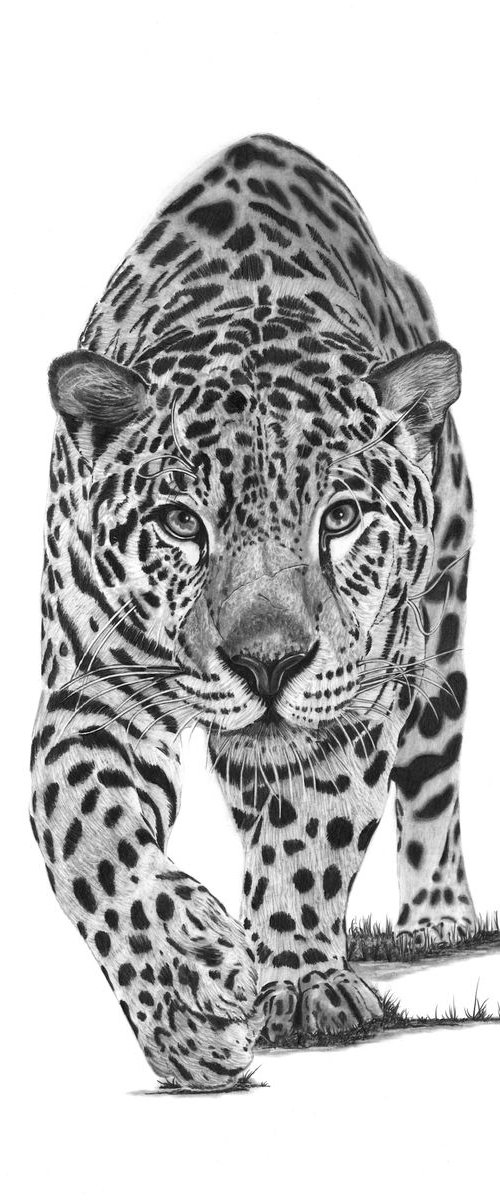 Leopard by Paul Stowe