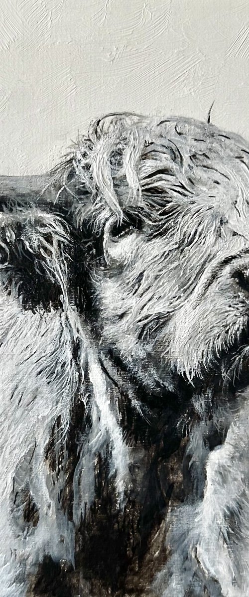 Highland cow black and white by Paul Hardern