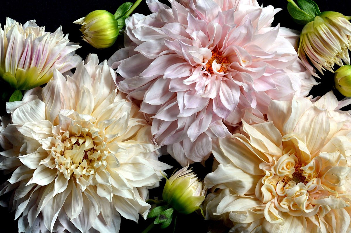 Botanical Photograph By Nadia Culph, 35 X 24", Dahlias - Strawberries & Cream, Original Artwork