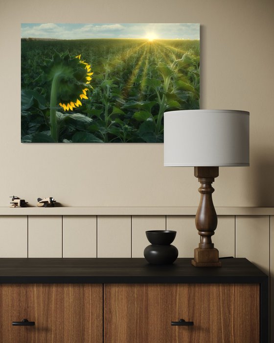 Turning to the Light