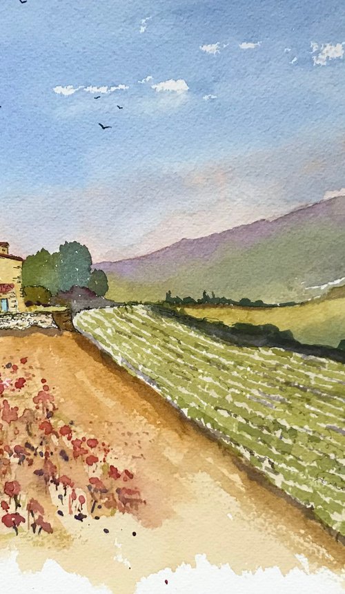 Lavender in Provence 4 by Brian Tucker