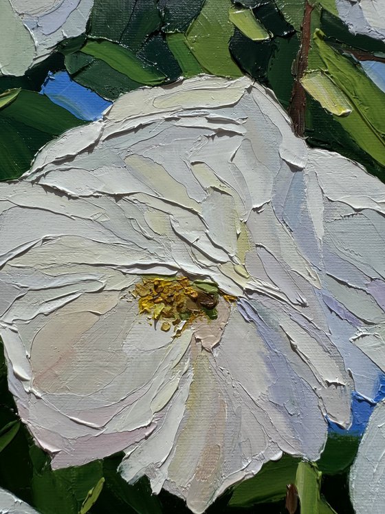 Glowing white roses