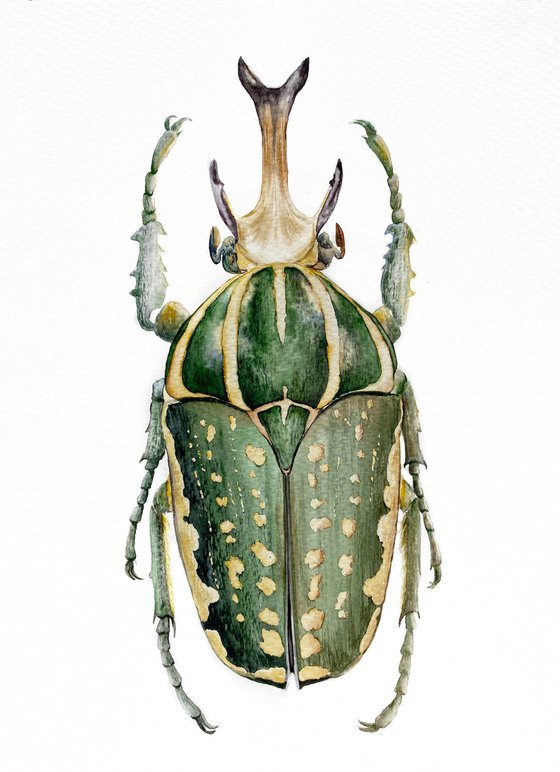 Exotic beauty Mecynorhina Polyphemus, shines in the rays of the African sun sparkling green gold