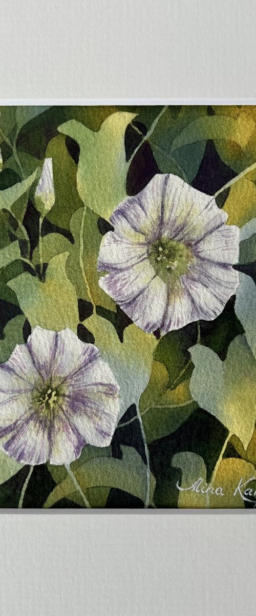 Morning glory miniature by Alina Karpova