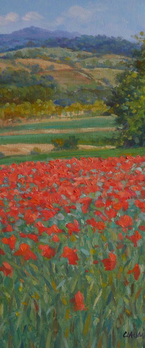 Flowering of poppies in Tuscany by Claudio Ciardi