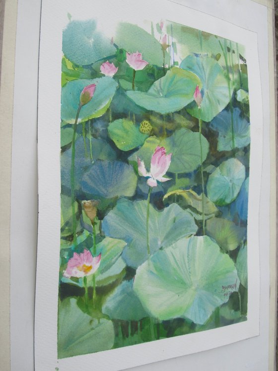 Lotus pond 3