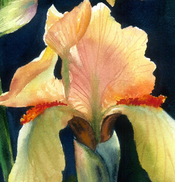 Light Of The Irises