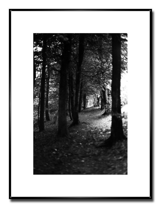 Northern Woods 5 - Unmounted (24x16in)