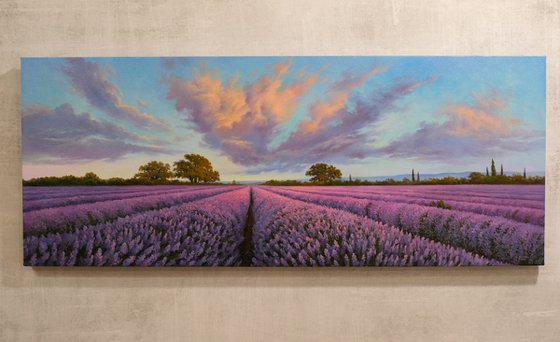 Lavender fields