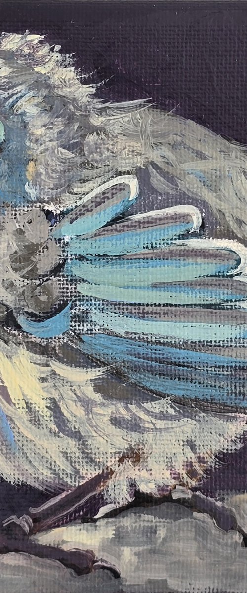 "Splendid Fairy-wren" by Olena Kolotova