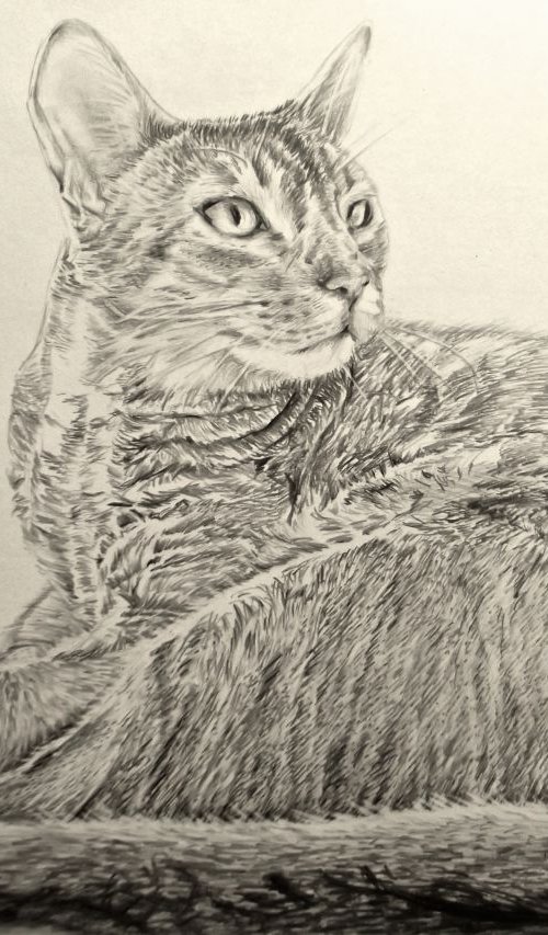 Abyssinian Cat by Kate Evans